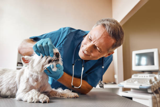 Best Emergency Treatment for Dental Infections or Abscesses in Greenville, VA
